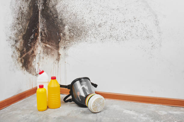 Best Kitchen Mold Remediation in Marietta Alderwood, WA