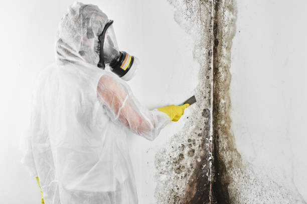 Professional Mold Remediation in Marietta Alderwood, WA