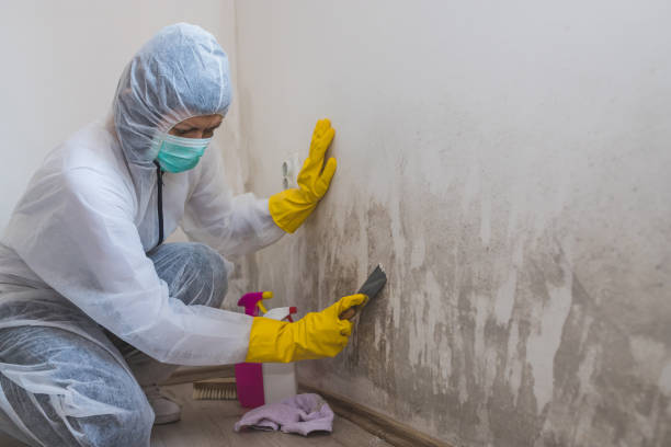 Best Emergency Mold Remediation in Marietta Alderwood, WA