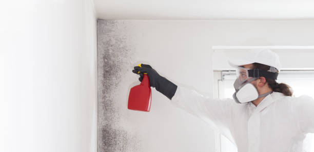 Best Attic Mold Remediation in Marietta Alderwood, WA