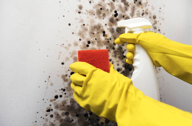 Best HVAC Mold Remediation in Marietta Alderwood, WA